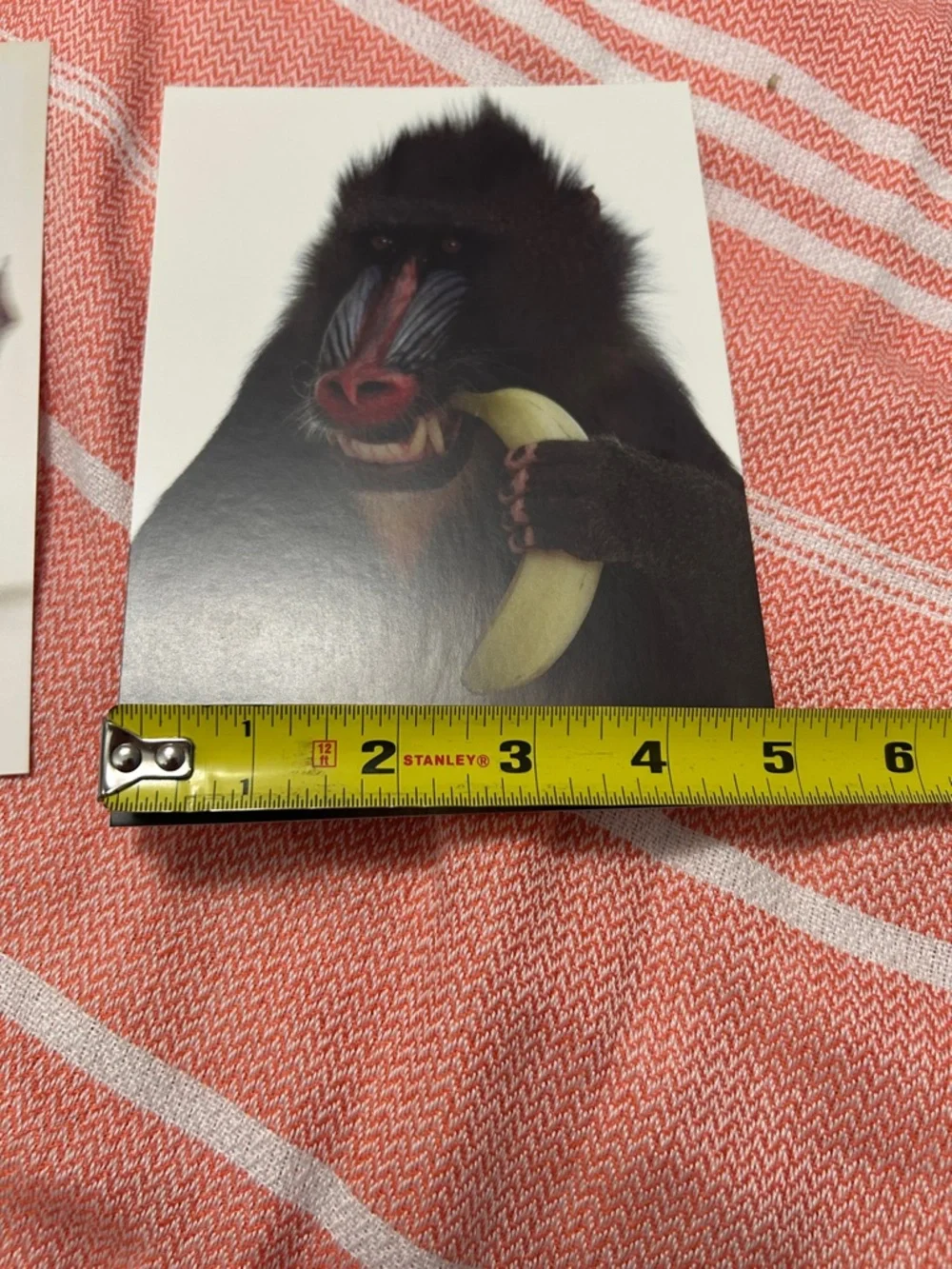 Set of 2 Art Prints 5x7 frog leaping, mandrill baboon. Made in England IKEA.